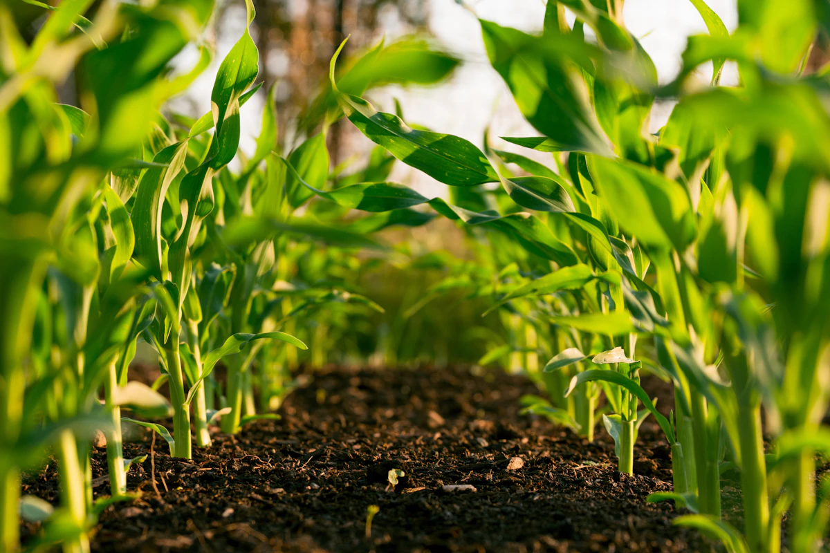 Plataformas agrotech de gestión hídrica optimizan el regadío en zonas agrícolas